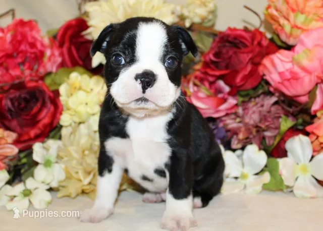 Maple #5 AKC Boy – Boston Terrier puppy for sale in Anderson, SC