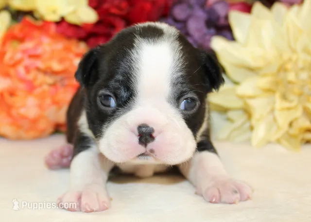 Pepper's #4 Girl AKC – Boston Terrier puppy for sale in Anderson, SC
