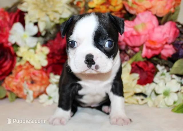 Pepper's #1 Girl AKC – Boston Terrier puppy for sale in Anderson, SC