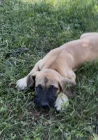 Big Girl, a female Fila Brasileiro for sale in Anderson, SC – 3 of 4