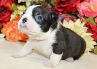 Pepper's #6 Boy AKC, a male Boston Terrier for sale in Anderson, SC – 3 of 3