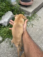 Lila, a female Chihuahua for sale in Columbia, MO – 2 of 6