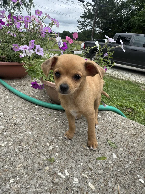 Lila – Chihuahua puppy for sale in Columbia, MO