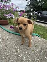 Lila, a female Chihuahua for sale in Columbia, MO – 1 of 6