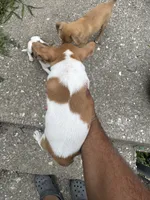 Chico, a male Chihuahua for sale in Columbia, MO – 3 of 6