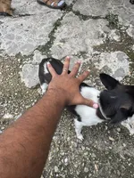 Chico, a male Chihuahua for sale in Columbia, MO – 2 of 6