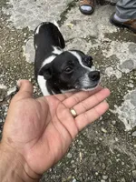 Chico, a male Chihuahua for sale in Columbia, MO – 4 of 6