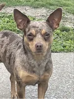Lila, a female Chihuahua for sale in Columbia, MO – 3 of 6