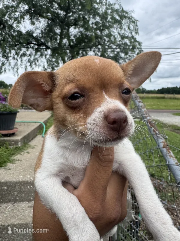 Chico, a male Chihuahua for sale in Columbia, MO – 1 of 6