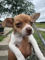 Chico, a male Chihuahua for sale in Columbia, MO – 1 of 6