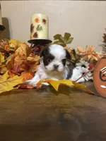 Mocha, a male Shih Tzu for sale in Clifton, TX – 5 of 6