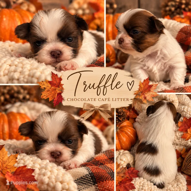Truffle – Shih Tzu puppy for sale in Clifton, TX