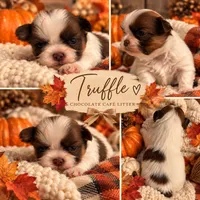 Truffle, a female Shih Tzu for sale in Clifton, TX – 1 of 4