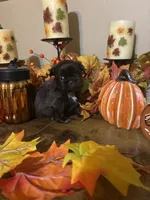 Expresso, a female Shih Tzu for sale in Clifton, TX – 4 of 6