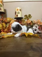 Mocha, a male Shih Tzu for sale in Clifton, TX – 6 of 6