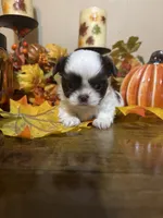 Latte, a female Shih Tzu for sale in Clifton, TX – 3 of 5