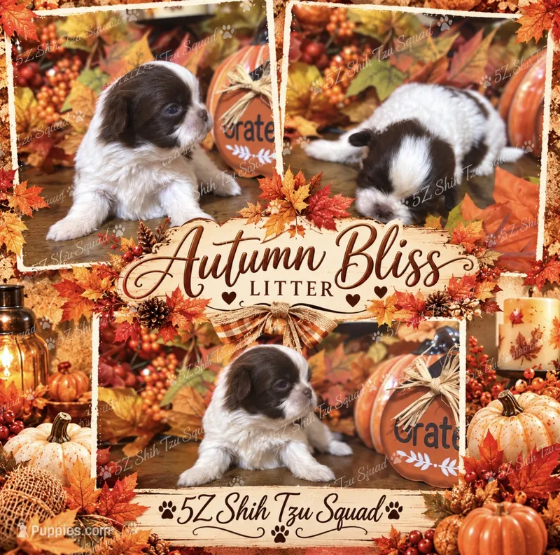 Ember – Shih Tzu puppy for sale in Clifton, TX
