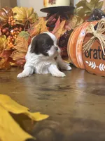 Ember, a female Shih Tzu for sale in Clifton, TX – 3 of 6
