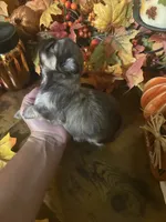 Autumn , a female Shih Tzu for sale in Clifton, TX – 3 of 4