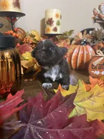 Hazel, a female Shih Tzu for sale in Clifton, TX – 3 of 5