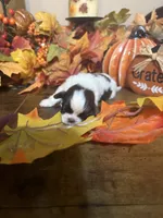 Ember, a female Shih Tzu for sale in Clifton, TX – 5 of 6