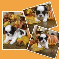 Latte, a female Shih Tzu for sale in Clifton, TX – 2 of 5