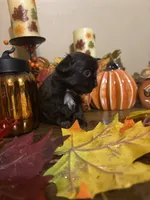 Expresso, a female Shih Tzu for sale in Clifton, TX – 3 of 6