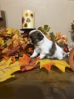 Truffle, a female Shih Tzu for sale in Clifton, TX – 2 of 4