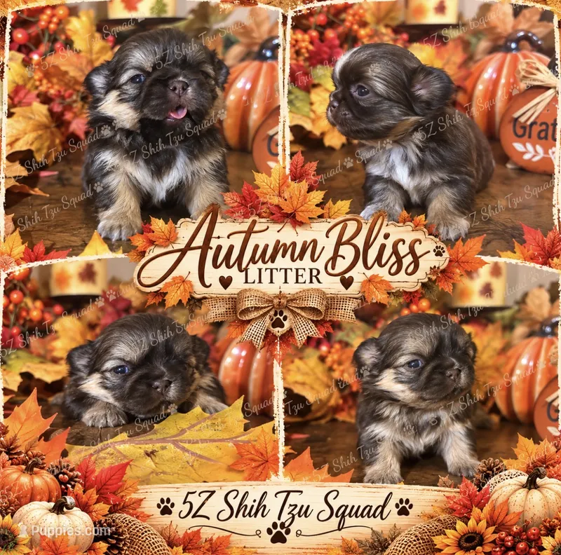 Autumn  – Shih Tzu puppy for sale in Clifton, TX