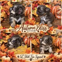 Autumn , a female Shih Tzu for sale in Clifton, TX – 1 of 4
