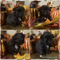 Expresso, a female Shih Tzu for sale in Clifton, TX – 2 of 6