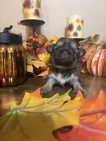 Autumn , a female Shih Tzu for sale in Clifton, TX – 2 of 4