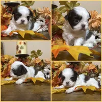 Mocha, a male Shih Tzu for sale in Clifton, TX – 3 of 6