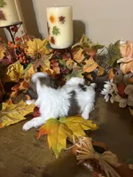 Truffle, a female Shih Tzu for sale in Clifton, TX – 4 of 4