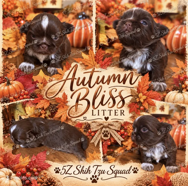 Hazel – Shih Tzu puppy for sale in Clifton, TX