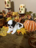 Latte, a female Shih Tzu for sale in Clifton, TX – 5 of 5