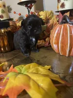 Expresso, a female Shih Tzu for sale in Clifton, TX – 6 of 6