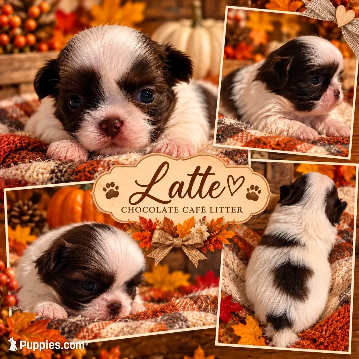 Latte, a female Shih Tzu for sale in Clifton, TX – 1 of 5