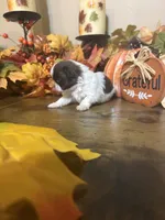 Ember, a female Shih Tzu for sale in Clifton, TX – 4 of 6