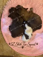 Ember, a female Shih Tzu for sale in Clifton, TX – 2 of 6