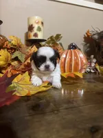 Latte, a female Shih Tzu for sale in Clifton, TX – 4 of 5