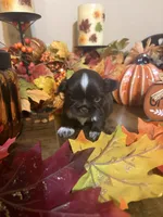 Hazel, a female Shih Tzu for sale in Clifton, TX – 5 of 5