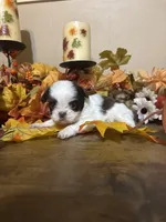 Mocha, a male Shih Tzu for sale in Clifton, TX – 2 of 6