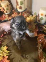 Autumn , a female Shih Tzu for sale in Clifton, TX – 4 of 4