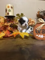 Mocha, a male Shih Tzu for sale in Clifton, TX – 4 of 6