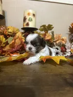 Truffle, a female Shih Tzu for sale in Clifton, TX – 3 of 4