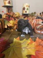 Hazel, a female Shih Tzu for sale in Clifton, TX – 4 of 5