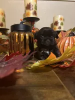Expresso, a female Shih Tzu for sale in Clifton, TX – 5 of 6
