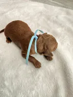 Light Blue, a male Goldendoodle for sale in Gibsonton, FL – 2 of 3