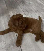Hunter, a male Goldendoodle for sale in Gibsonton, FL – 3 of 5